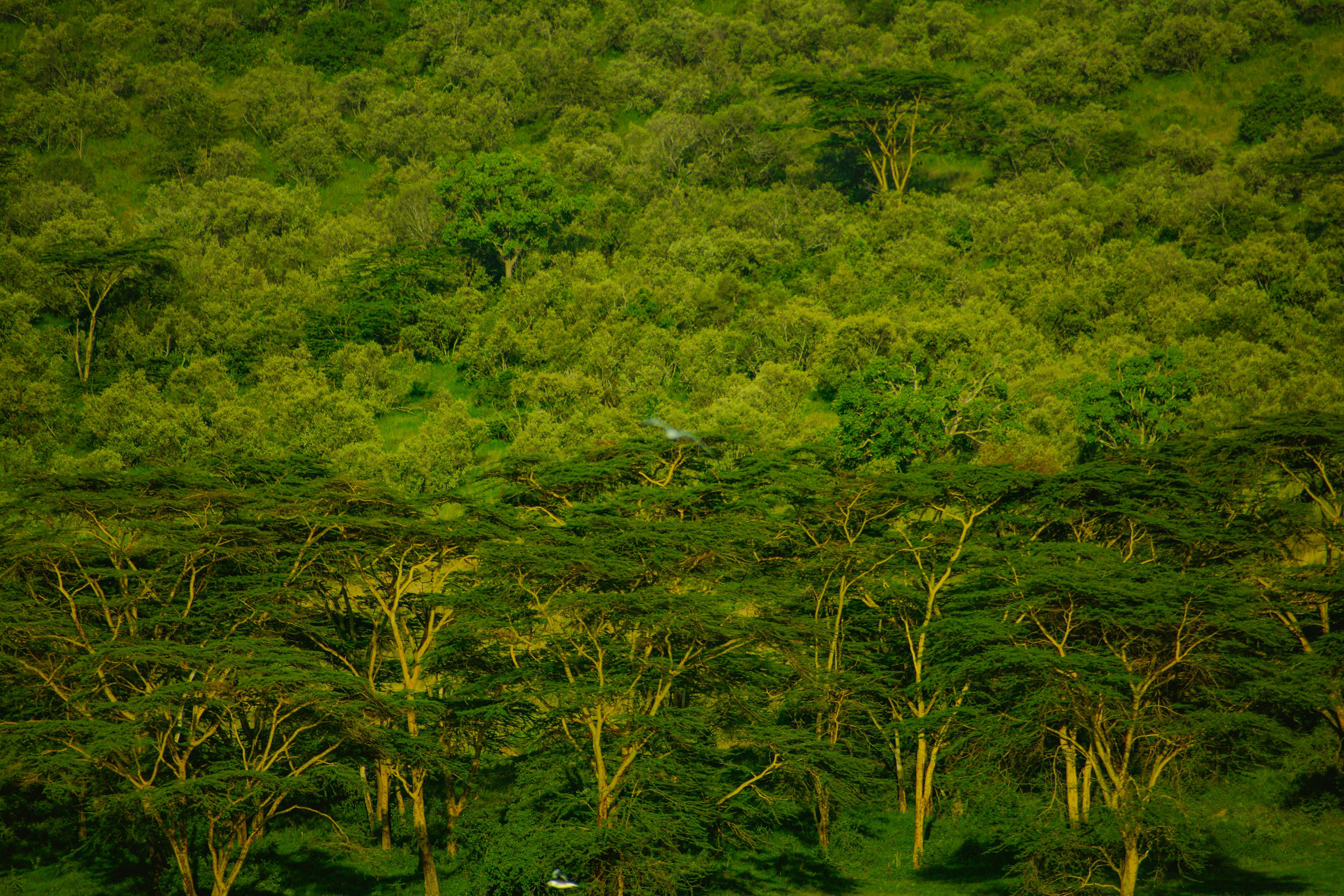Elephants beneath Kilimanjaro in Amboseli