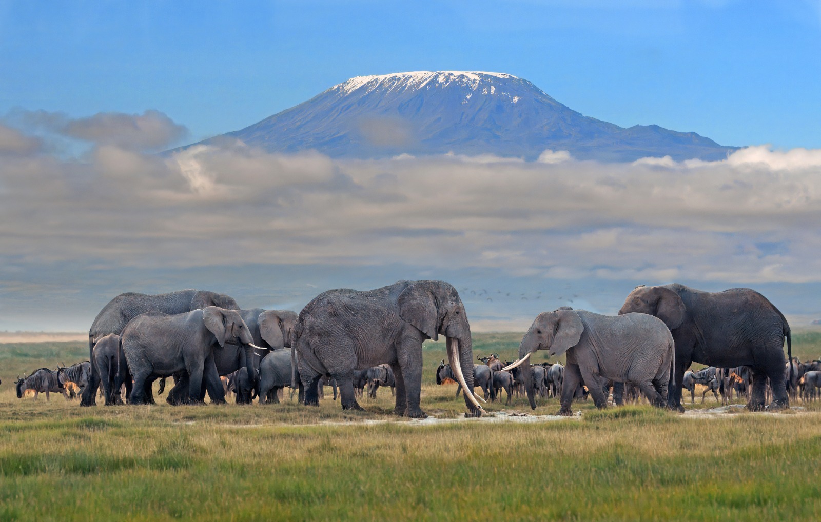 Elephants in Amboseli