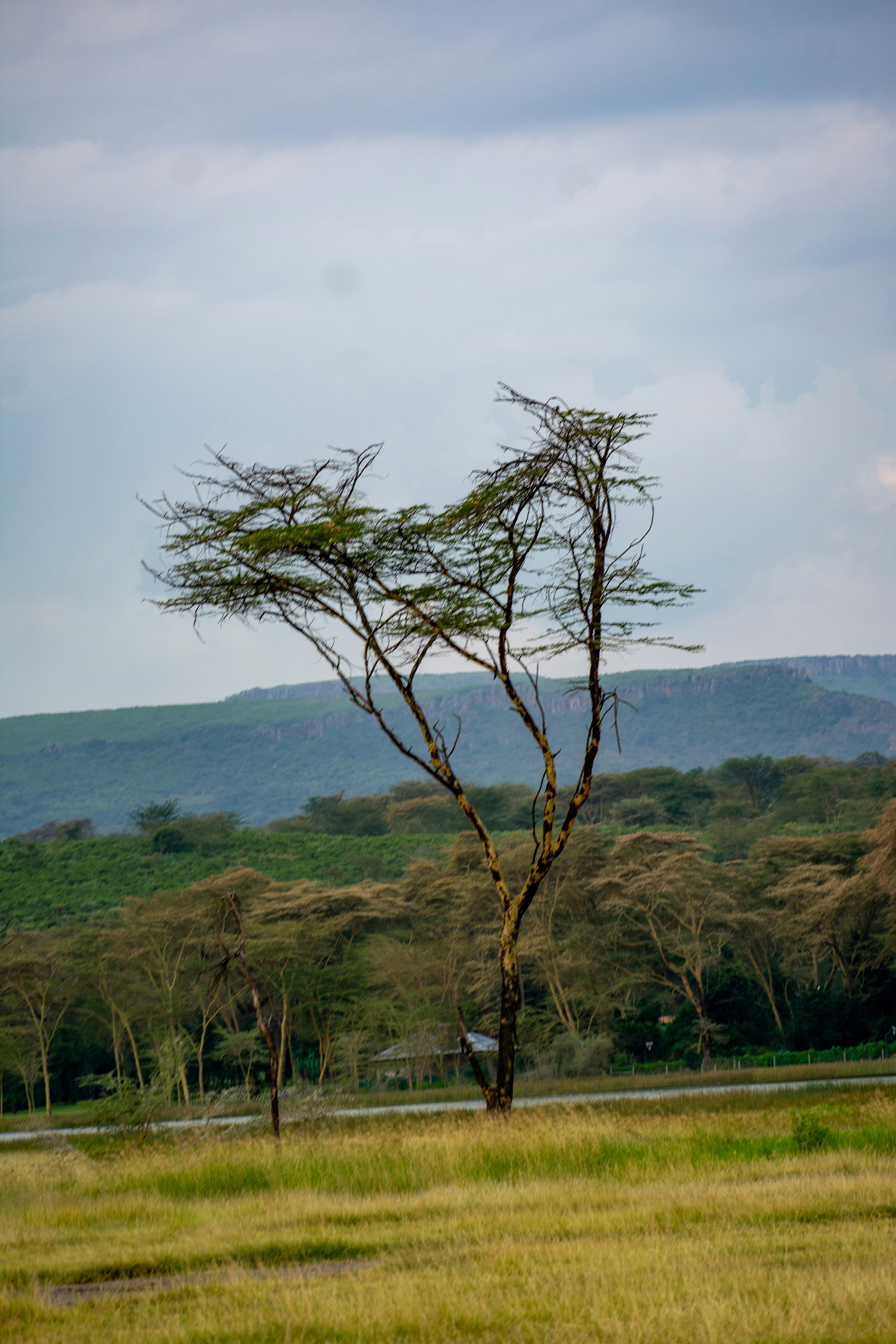 Lake Naivasha
