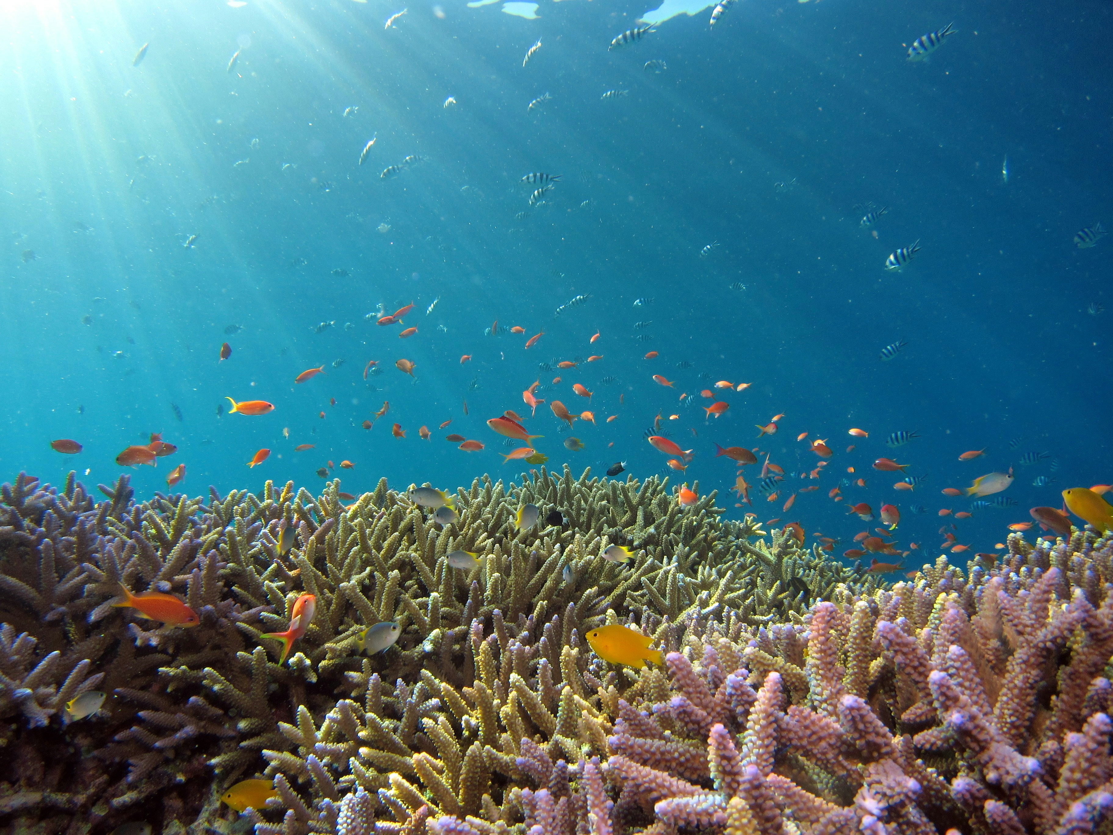 Coral reef snorkelling at Malindi Marine Park