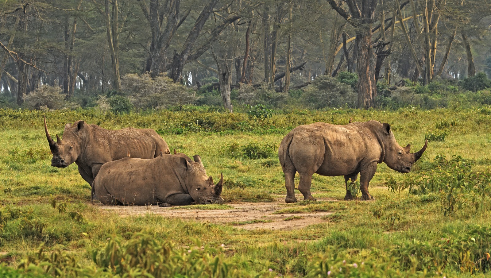 rhinos shadin in the red sand