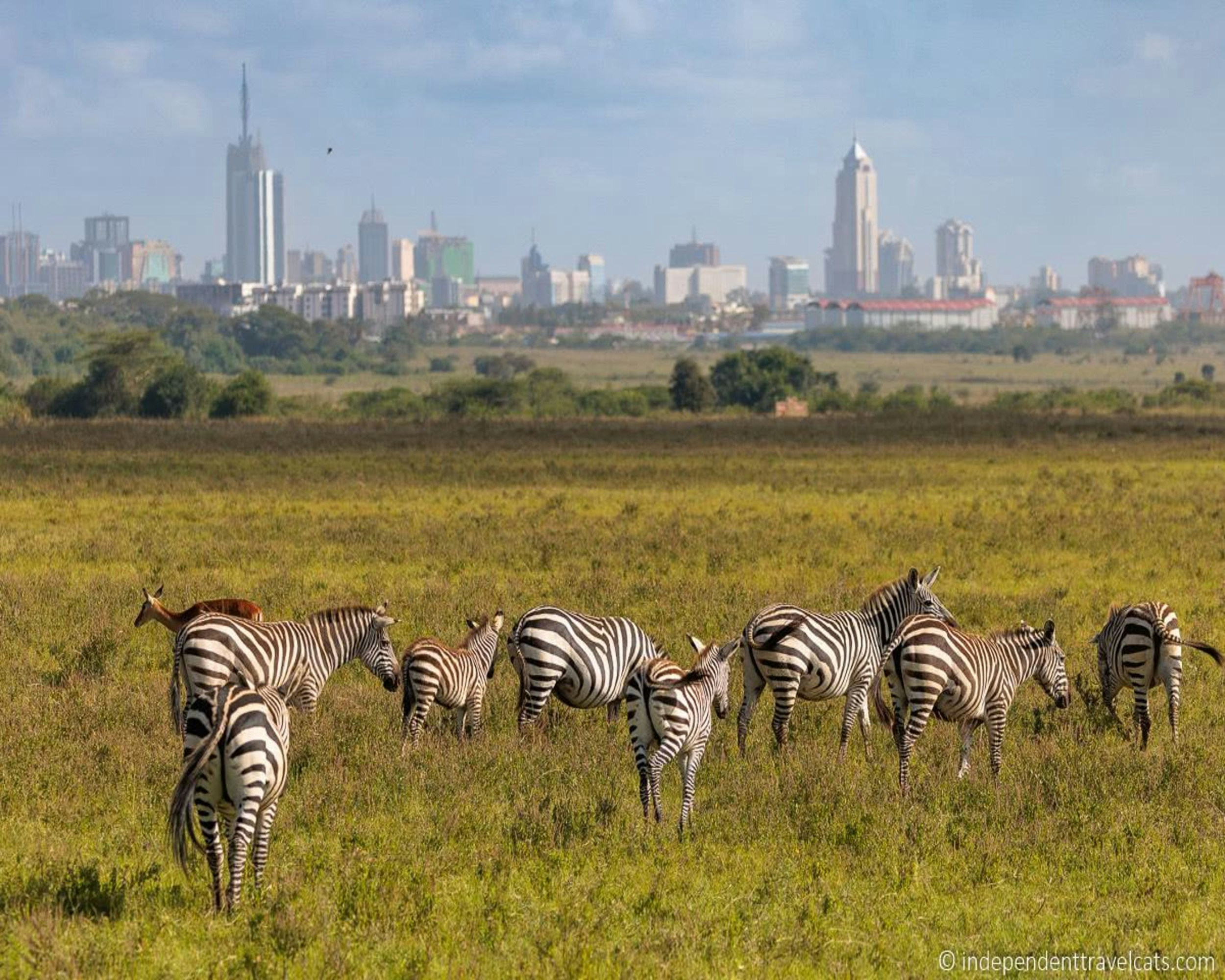 Lions in Nairobi National Park with the city skyline