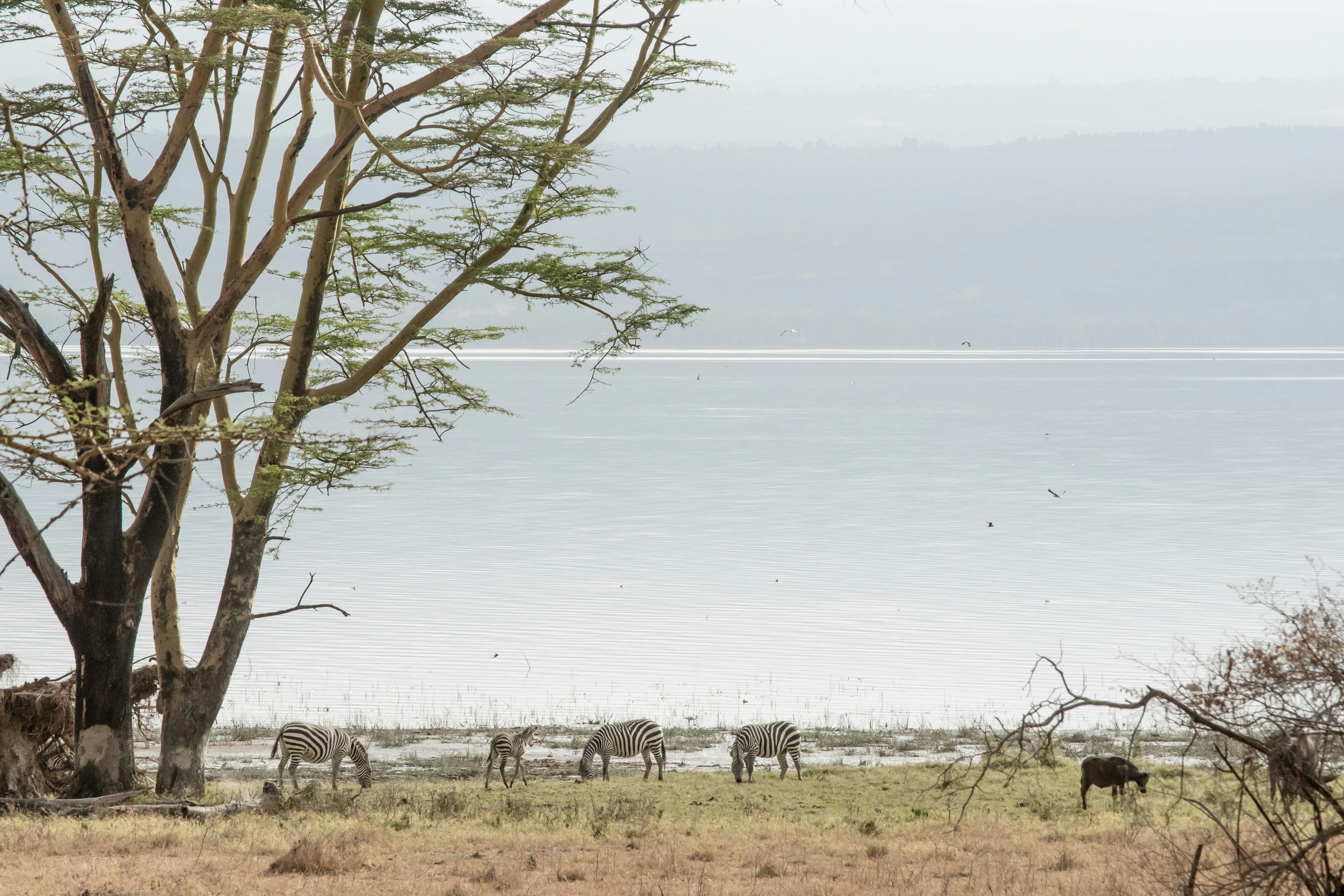 Flamingos and rhino at Lake Nakuru